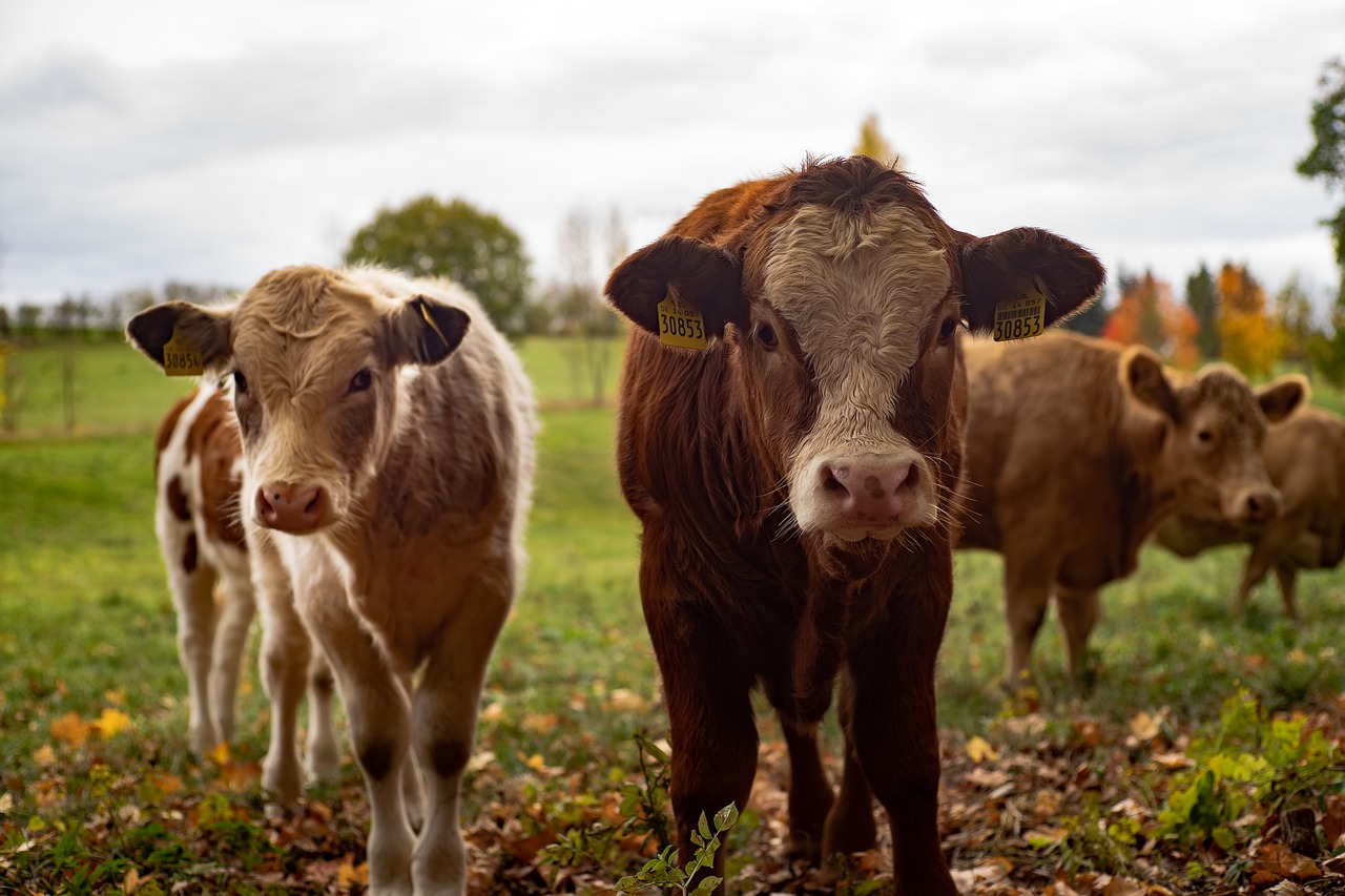 Fazenda bois e vacas - Foto Pixabay